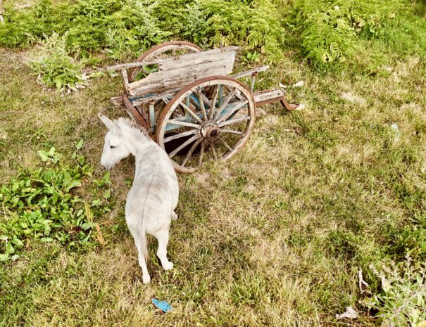 c43caa0d-3503-45ee-b88a-e9f579696ad7_Original